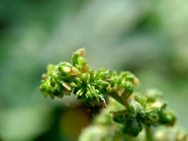 Doğal bir geçmişi olan bir şişe laportea çiçeği. Endonezyalılar buna gecikme ya da jelatang der..