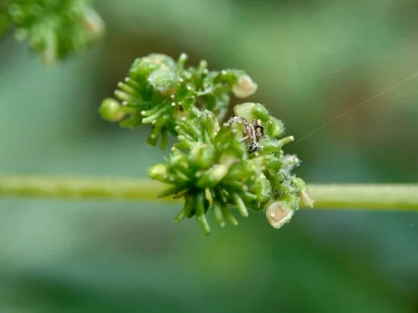 Makro Skott Laportea Blomma Med Naturlig Bakgrund Indonesiska Kallar Det — Stockfoto