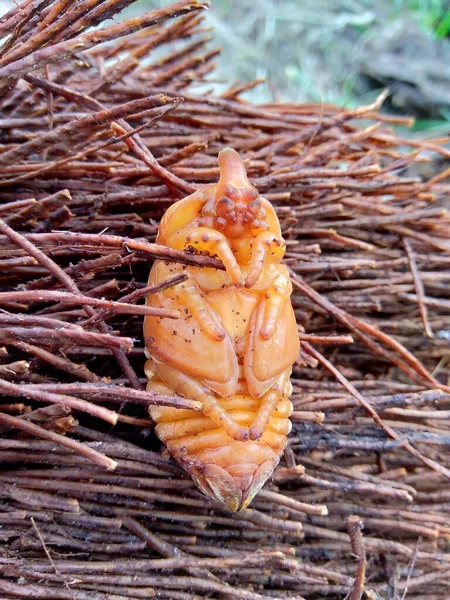 Asiatisk Noshörning Skalbagge Kokos Noshörning Skalbagge Eller Kokos Palm Noshörning — Stockfoto