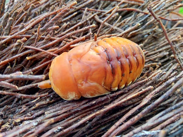 Scarabeo Rinoceronte Asiatico Scarabeo Rinoceronte Cocco Scarabeo Rinoceronte Palma Cocco — Foto Stock