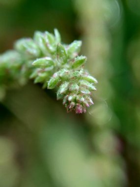 Doğal bir geçmişi olan güzel egzotik bir çiçek.