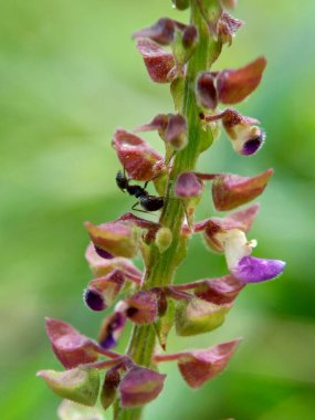 Doğal bir geçmişi olan güzel egzotik bir çiçek.