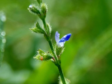 Doğal bir geçmişi olan güzel egzotik bir çiçek.