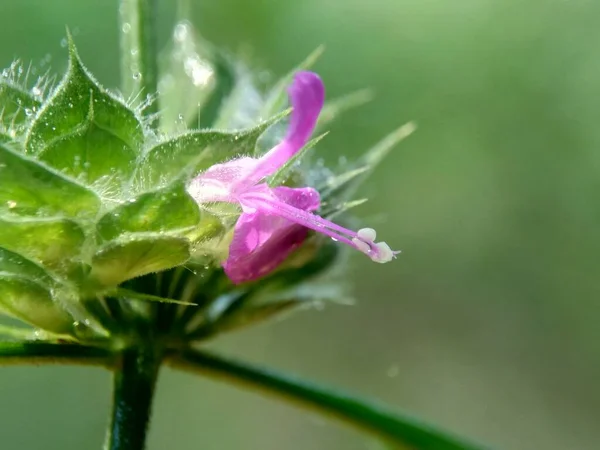 Hermosa Flor Exótica Con Fondo Natural —  Fotos de Stock