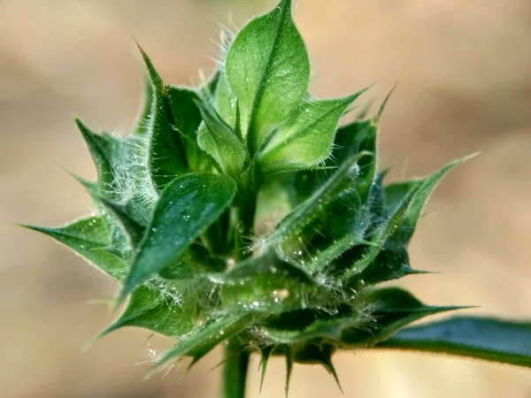 Bellissimo Fiore Esotico Con Uno Sfondo Naturale — Foto Stock