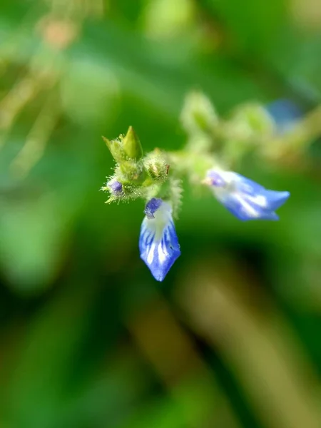 Hermosa Flor Exótica Con Fondo Natural — Foto de Stock