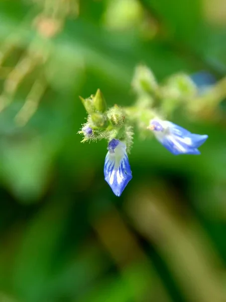 Όμορφο Εξωτικό Λουλούδι Φυσικό Υπόβαθρο — Φωτογραφία Αρχείου