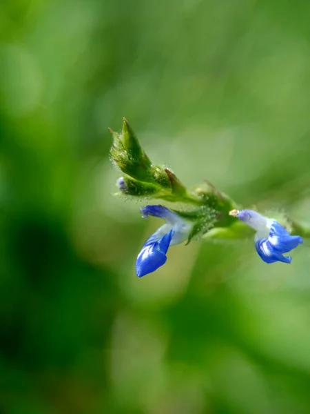 Doğal Bir Geçmişi Olan Güzel Egzotik Bir Çiçek — Stok fotoğraf