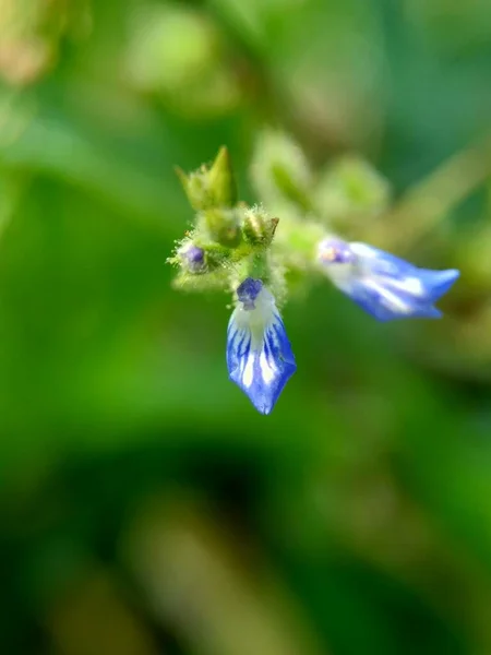 Vacker Exotisk Blomma Med Naturlig Bakgrund — Stockfoto