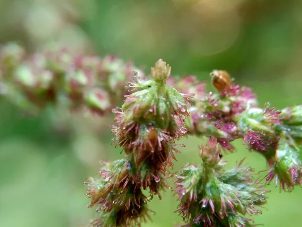 Hermosa Flor Exótica Con Fondo Natural — Foto de Stock