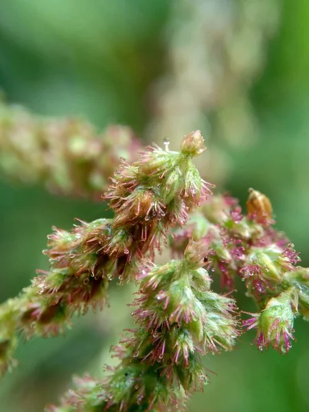 Bellissimo Fiore Esotico Con Uno Sfondo Naturale — Foto Stock