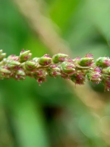 Schöne Exotische Blume Mit Einem Natürlichen Hintergrund — Stockfoto