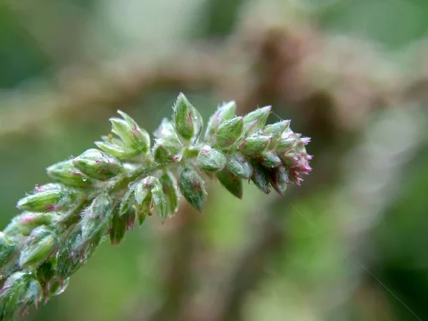 Bellissimo Fiore Esotico Con Uno Sfondo Naturale — Foto Stock