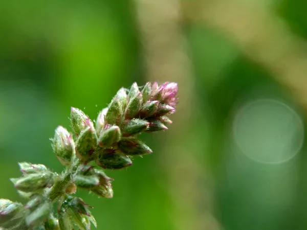 Schöne Exotische Blume Mit Einem Natürlichen Hintergrund — Stockfoto