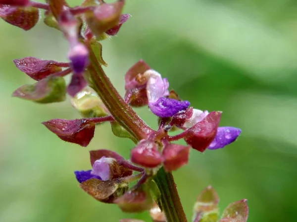 Bela Flor Exótica Com Fundo Natural — Fotografia de Stock