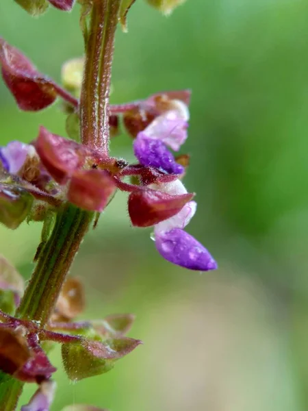 Vacker Exotisk Blomma Med Naturlig Bakgrund — Stockfoto