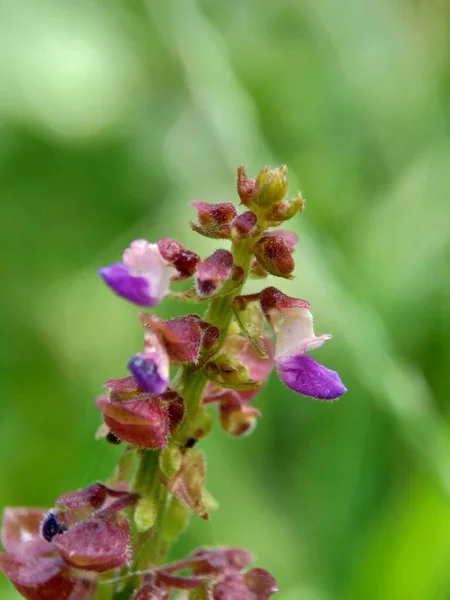 Bela Flor Exótica Com Fundo Natural — Fotografia de Stock