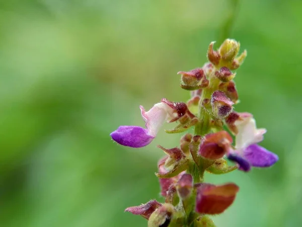 Vacker Exotisk Blomma Med Naturlig Bakgrund — Stockfoto