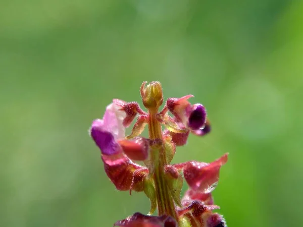 Bellissimo Fiore Esotico Con Uno Sfondo Naturale — Foto Stock