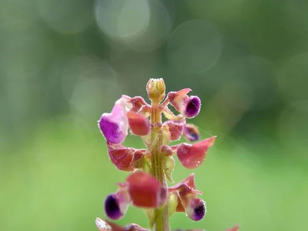 Belle Fleur Exotique Avec Fond Naturel — Photo