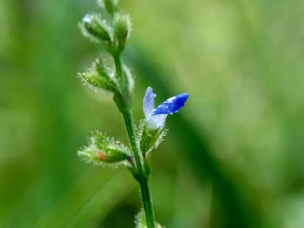 Bela Flor Exótica Com Fundo Natural — Fotografia de Stock