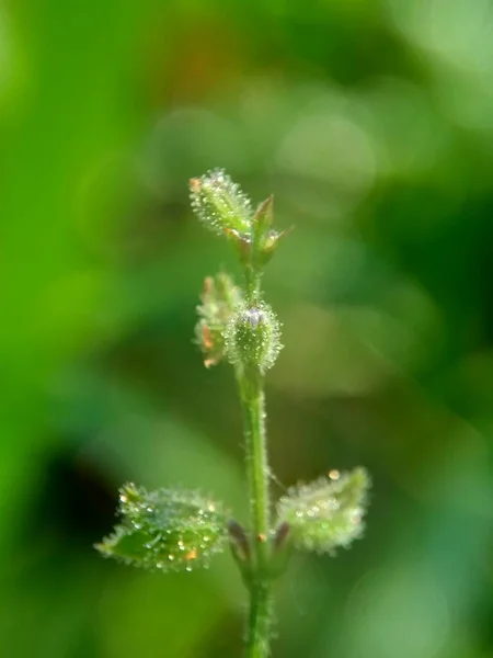 Belle Fleur Exotique Avec Fond Naturel — Photo