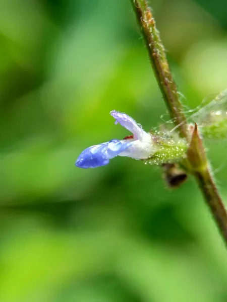 Bellissimo Fiore Esotico Con Uno Sfondo Naturale — Foto Stock