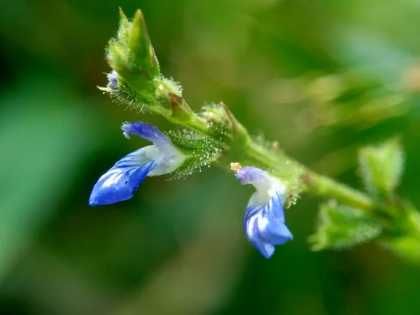 Vacker Exotisk Blomma Med Naturlig Bakgrund — Stockfoto