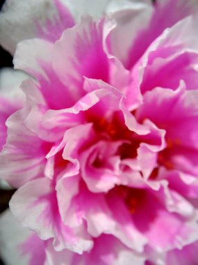 Doğal bir arka planı olan Portekiz çiçeği.