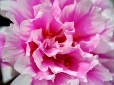 Doğal bir arka planı olan Portekiz çiçeği.