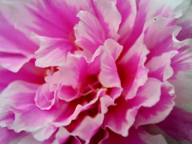 Doğal bir arka planı olan Portekiz çiçeği.