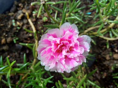 Doğal bir arka planı olan Portekiz çiçeği.