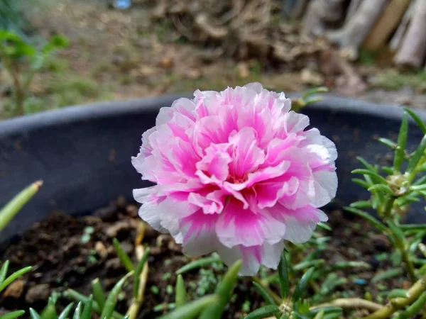 Portulaca Blomma Med Naturlig Bakgrund — Stockfoto