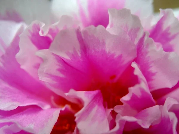 Flor Portulaca Com Fundo Natural — Fotografia de Stock