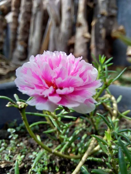 Portulaca Virág Természetes Háttérrel — Stock Fotó