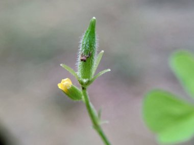 Oxalis corniculata (sürünen ağaçkakan olarak da bilinir) doğal bir arka plana sahip sarı kuş, uyuyan güzel.