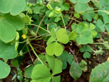 Oxalis corniculata (sürünen ağaçkakan olarak da bilinir) doğal bir arka plana sahip sarı kuş, uyuyan güzel.