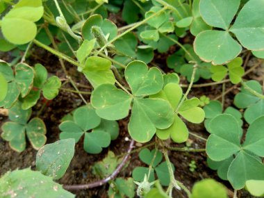 Oxalis corniculata (sürünen ağaçkakan olarak da bilinir) doğal bir arka plana sahip sarı kuş, uyuyan güzel.