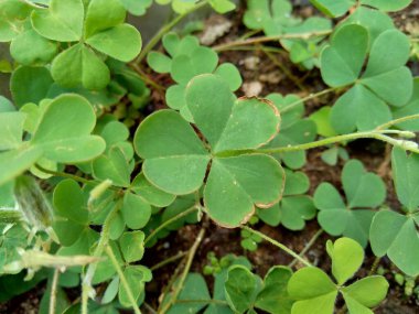 Oxalis corniculata (sürünen ağaçkakan olarak da bilinir) doğal bir arka plana sahip sarı kuş, uyuyan güzel.