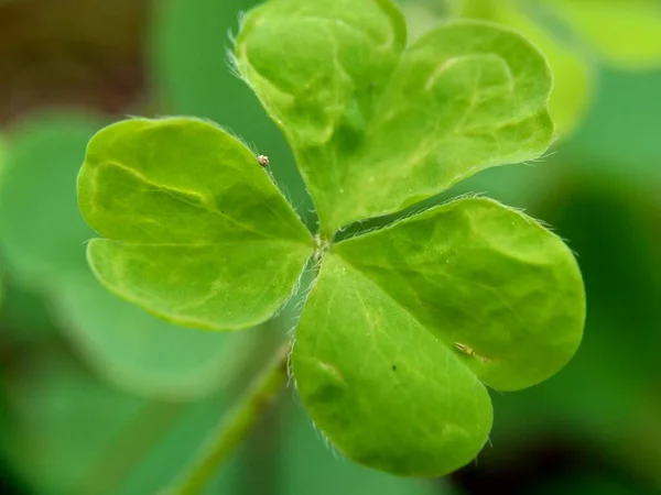 Oxalis Corniculata Auch Schleichender Sauerampfer Gelber Sauerampfer Dornröschen Genannt Mit — Stockfoto