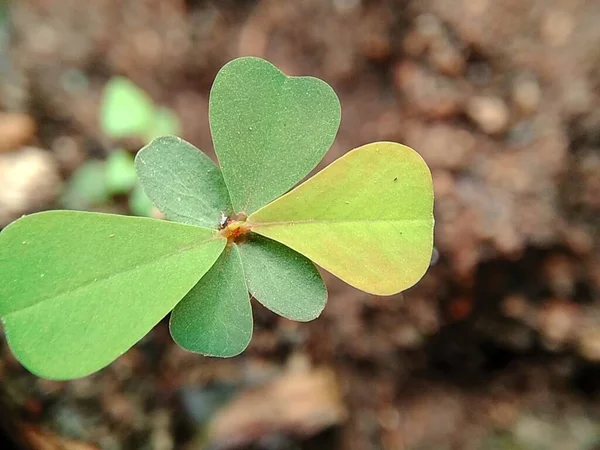 Oxalis Corniculata Auch Schleichender Sauerampfer Gelber Sauerampfer Dornröschen Genannt Mit — Stockfoto