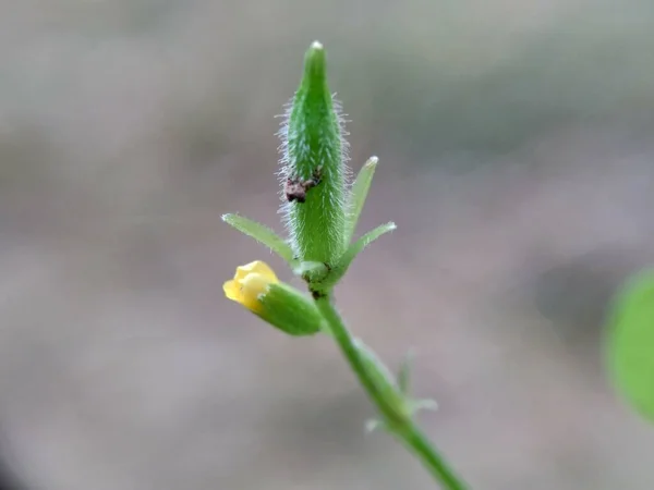 Oxalis Corniculata También Llamado Acedera Rastrera Acedera Amarilla Procumbente Belleza —  Fotos de Stock