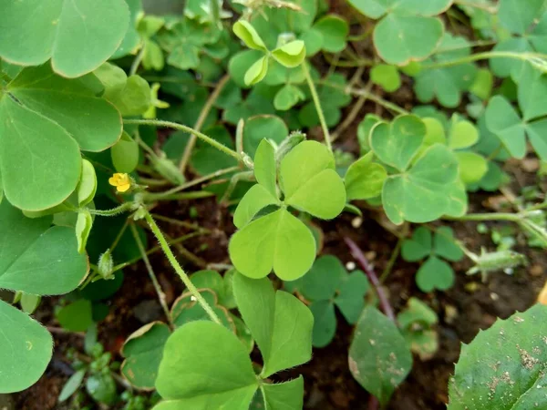 Oxalis Corniculata Zwany Również Pełzającym Drzewostanem Leżącym Żółtym Szczurem Śpiącą — Zdjęcie stockowe