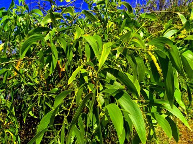 Acacia aneura (ayrıca mulga olarak da bilinir, gerçek mulga, akasia) doğal bir arka plana sahiptir.
