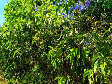 Acacia aneura (ayrıca mulga olarak da bilinir, gerçek mulga, akasia) doğal bir arka plana sahiptir.