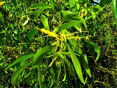 Acacia aneura (ayrıca mulga olarak da bilinir, gerçek mulga, akasia) doğal bir arka plana sahiptir.