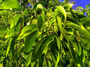 Acacia aneura (ayrıca mulga olarak da bilinir, gerçek mulga, akasia) doğal bir arka plana sahiptir.