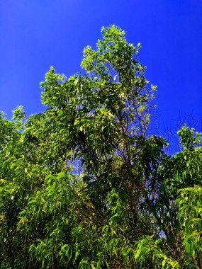 Acacia aneura (ayrıca mulga olarak da bilinir, gerçek mulga, akasia) doğal bir arka plana sahiptir.