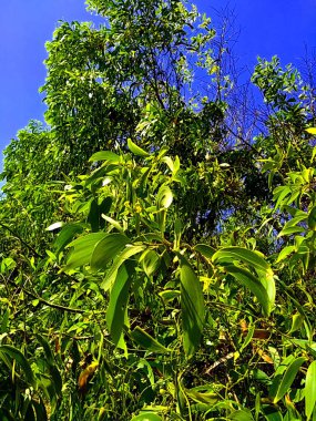Acacia aneura (ayrıca mulga olarak da bilinir, gerçek mulga, akasia) doğal bir arka plana sahiptir.
