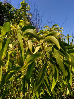 Acacia aneura (ayrıca mulga olarak da bilinir, gerçek mulga, akasia) doğal bir arka plana sahiptir.